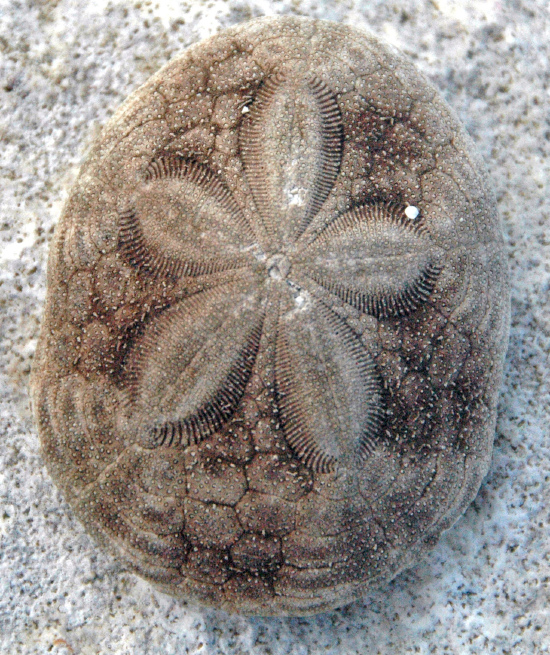  Clypeaster rosaceus (Sea Biscuit)